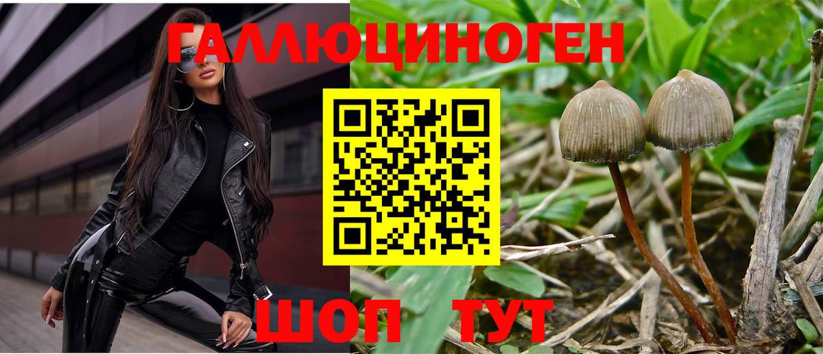 Псилоцибиновые грибы мицелий Дубна